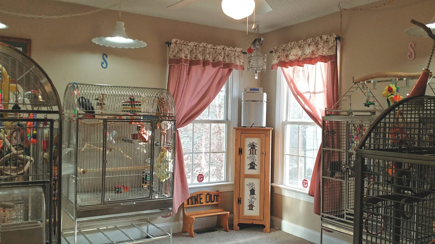 Environment & Enrichment Consultation – Grey Parrot Consulting - Commercial Parrot Aviary Sampling And Sampling Consulting Services